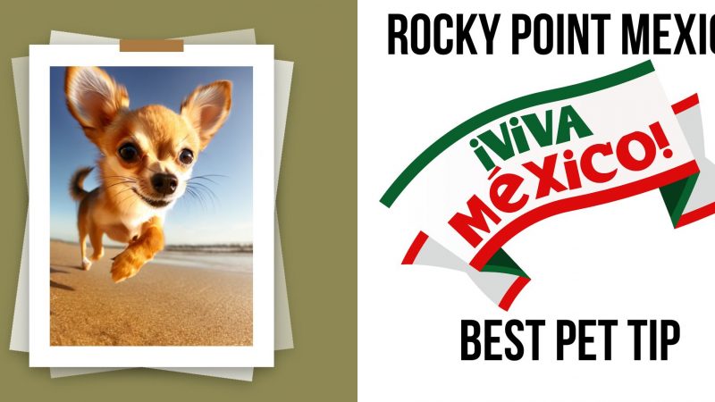 ROCKY POINT MEXICO BEST PET TIP